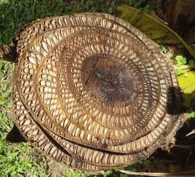 Priečny rez kmeňa banánovníka