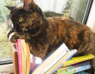 Vie niekto, ako odlepiť mačku od kníh?