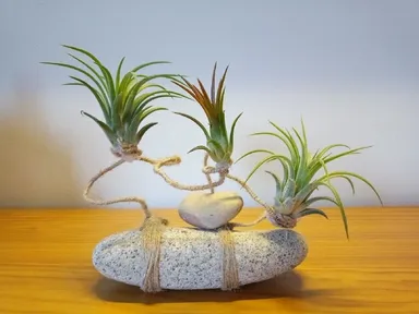 Tillandsia