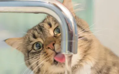 Tajomstvá správania domácich miláčikov: čo sa skrýva za ich čudnými zvykmi?