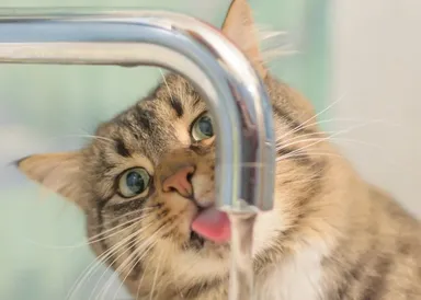 Prečo mačky radšej pijú vodu mimo misky?