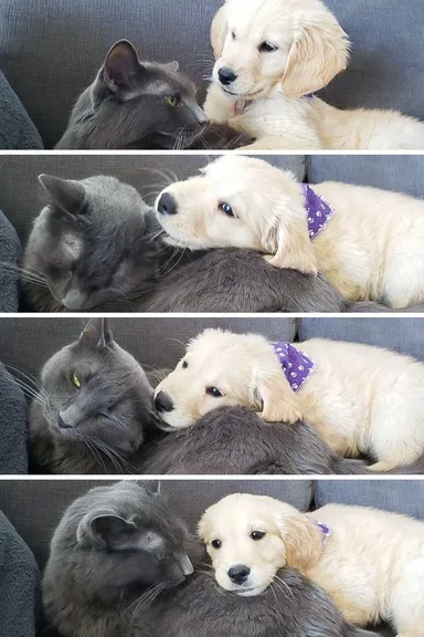 «Môj nový pes sa prvýkrát stretol s mojím kocúrom»