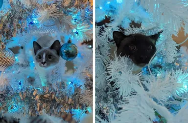 „Môj stromček je prakticky zničený, ale zato vznikli tieto fotky. Nič neľutujem“