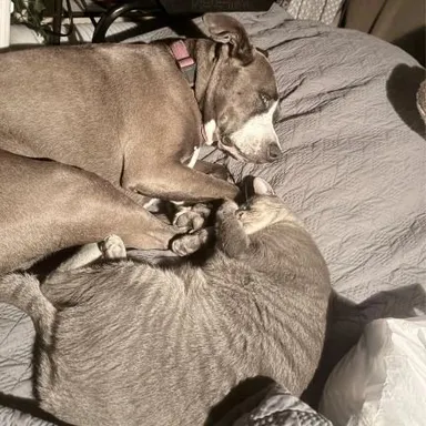 «Pred tromi rokmi som si zaobstarala mačku, aby môj pes tak veľmi netrpel, kým som v práci. Zbožňujú sa navzájom»