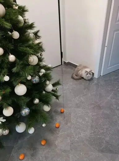 „Tento rok je náš vianočný stromček pod osobitnou ochranou. Kocúr neprejde!“