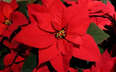 Ako sa starať o „Vianočnú hviezdu“, aby kvitla čo najdlhšie