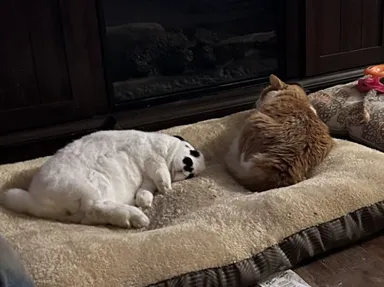 «Úprimne povedané, priateľstvo môjho kocúra a králika roztápa moje srdce»