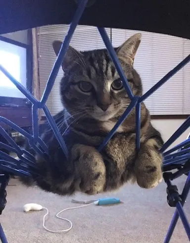 Zdá sa, že kocúr trochu pretiekol cez sieťku