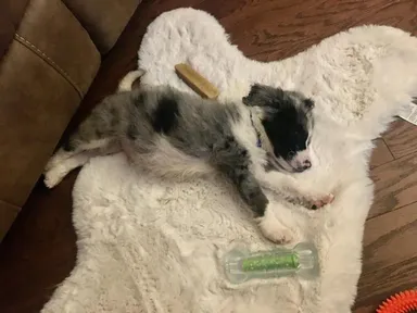 «Dnes som si zadovážil šteniatko. Už sa cíti ako doma»