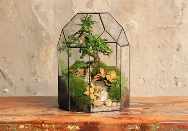 Ako sa starať o florárium