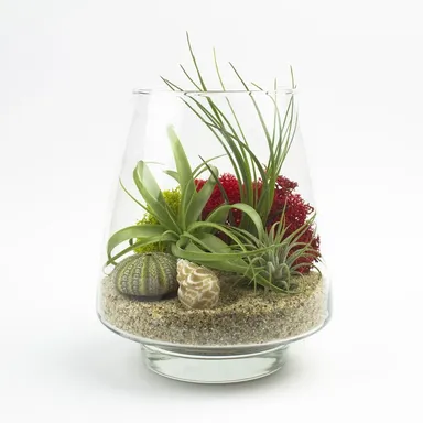 Ako spraviť florárium prospešné pre rastliny