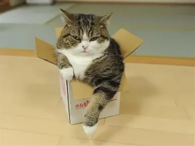 Prečo majú mačky tak rady krabice?