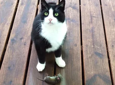 Nosia svoju „korisť“