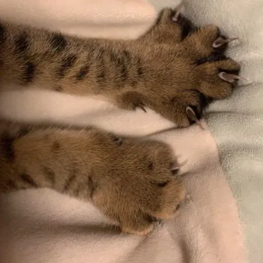 „Hnetú“ vás labkami