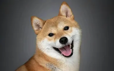 Robí to aj váš miláčik? Vysvetľujeme zvláštne zvyky psov a mačiek