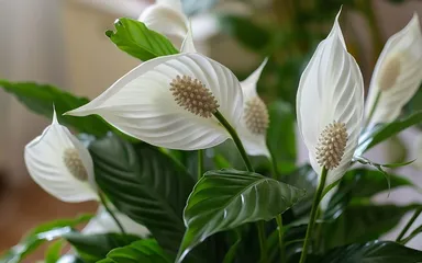 Izbové rastliny, ktoré nepotrebujú veľa svetla