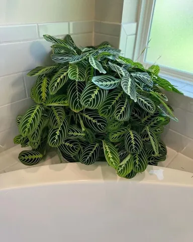 Ktoré rastliny patria medzi tieňomilné?